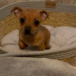 Miniture Ms foxy 3500 - Merle female Chihuahua puppy in Las Vegas, Nevada from Quality Poms Chihuahua Yorkies of Las vegas