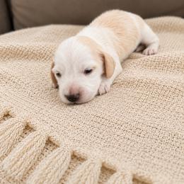 Marzipan - Piebald male Dachshund puppy in Modesto, California from Doxie Lux