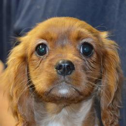 Raquel - Ruby female Cavalier King Charles Spaniel puppy in Townville, South Carolina from Mid Lake Cavaliers