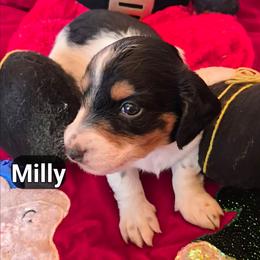 AKC MILLY - Piebald female Dachshund puppy in Bangs, Texas from Lickin'bach Miniature Dachshunds