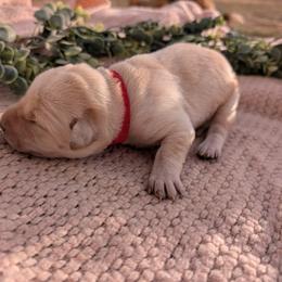 Dilute Retriever and Labrador Retriever Puppies from LC Hunting Labs, LLC.