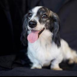 Persia - Dachshund