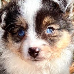 BRUSHY CREEKS GUS - Blue merle male Toy Australian Shepherd puppy in Red Oak, Texas from Brushy Creek Aussies & Mini Aussies