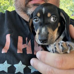 Dachshund Puppies from Witchy Woman’s Wiener’s