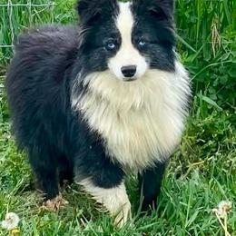 Ted - Miniature Australian Shepherd