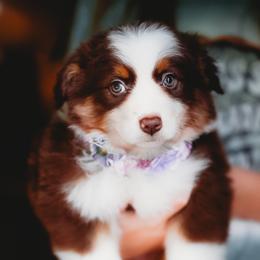 Alani - Red tri-color female Australian Shepherd puppy in Austin, Texas from Sweetwater Australian Shepherds