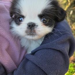 Brit - Black and white female Japanese Chin puppy in Salem, Oregon from Chinnychinchinofsalem