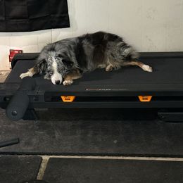 Boone - Miniature Australian Shepherd