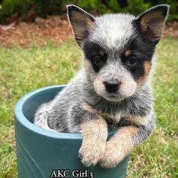 AKC Girl 3 - Blue speckled female Australian Cattle Dog puppy in Mc Comb, Mississippi from McCall's Mississippi AKC Blue Heelers Australian Cattle Dogs