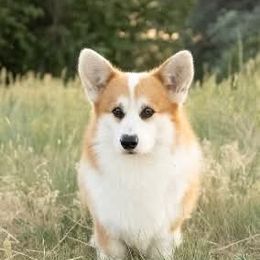 Mike - Red male Pembroke Welsh Corgi puppy in La Grange, Wyoming from Merrygold Corgis
