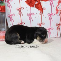 Kisses - Black tri-color female Australian Shepherd puppy in Ceres, California from Knight's Aussies