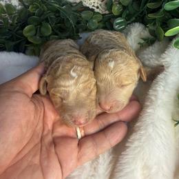 Female 1 - Apricot female Poodle puppy in Mississippi from Ewing Acres