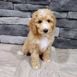 Reese - Apricot female Australian Labradoodle puppy in Harrisonburg, Virginia from Crown Doodles