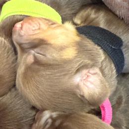 Lotus- black collar - Chocolate and tan female Dachshund puppy in Delta, Utah from Dix n’ Dot Dachshunds