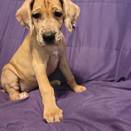Great Dane Puppies from Miner's Dynamic Danes