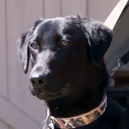 Angel - Labrador Retriever