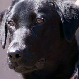 Angel - Labrador Retriever