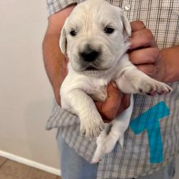 Male Pick 3 - Light golden male Golden Retriever puppy in Litchfield Park, Arizona from Phoenix Golden Retriever & Biewer Terriers