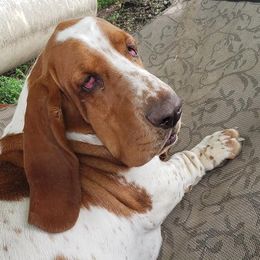 Basset Hounds from H.H.Empire
