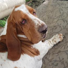 Basset Hounds from H.H.Empire