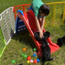 German Shepherd Puppies from Bell’s Shepherd Acres