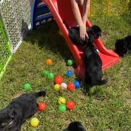 German Shepherd Puppies from Bell’s Shepherd Acres