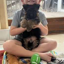 Mr Orange - Black and red male German Shepherd puppy in Lawton, Michigan from Free Indeed Shepherds
