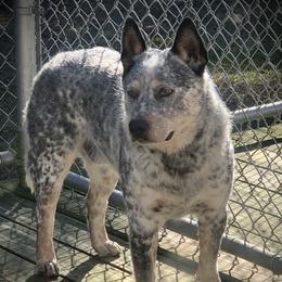 Cannon - Australian Cattle Dog