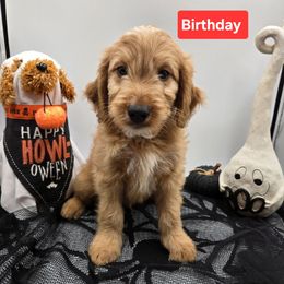 Red - Red  male Goldendoodle puppy in Summerville, South Carolina from Channys Doodles