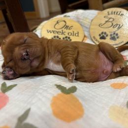 Boy 2 - Ruby male Cavalier King Charles Spaniel puppy in Solon, Iowa from Hickory House Cavaliers