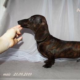 Dachshund Puppies from Army of Dachshunds