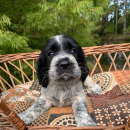Girl : 2 - Black and white female English Springer Spaniel puppy in Tabor City, North Carolina from Big Bay Kennels LLC