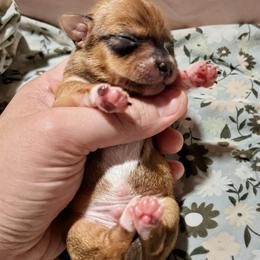 Silas - Red male Chihuahua puppy in Sherwood, Arkansas from Bartelt Breeders