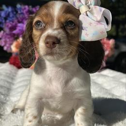 Mirabelle - Piebald female Dachshund puppy in Lakeland, Florida from Elite Doxies Florida