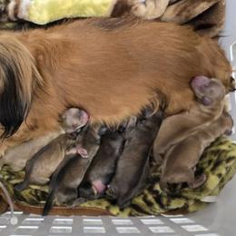 Sardonyx - Cream male Dachshund puppy in Windom, Minnesota from Aster Creek Dachshunds & Australian Shepherds