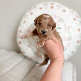 Sugar - Red  female Goldendoodle puppy in Billings, Montana from Montana Raised Doodles