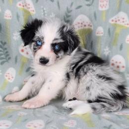 Spider Monkey - Blue merle male Border Collie puppy in Chicora, Pennsylvania from Riverwood