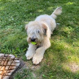 Brandy - Soft Coated Wheaten Terrier