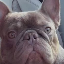 French Bulldogs from Drea's French Bulldogs