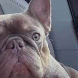 French Bulldogs from Drea's French Bulldogs