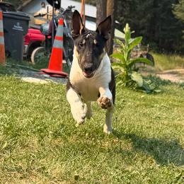 Donut - Black tan and white female Bull Terrier puppy in Colville, Washington from Mark My Words Bull Terriers