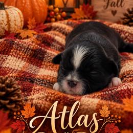 Atlas - Sable male Shih Tzu puppy in Montgomery, Texas from Furbourne Farm