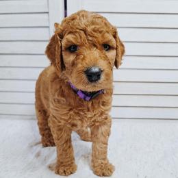 Pursuit - Red  male Goldendoodle puppy in Everett, Washington from Big Top Doodles