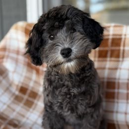Clark - Silver male Goldendoodle puppy in Troutman, North Carolina from Timberland Falls Goldendoodles