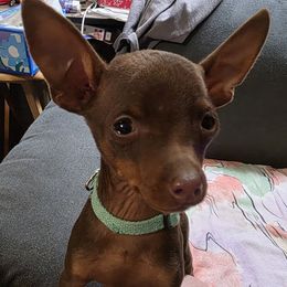 XCM3-Terquiose-Tiny - Chocolate and rust male Miniature Pinscher puppy in Middle Point, Ohio from Knisely's Min Pins-AKC