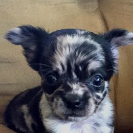 Chihuahua Puppies from Western Kentucky Chihuhua