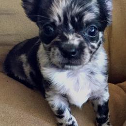 Chihuahua Puppies from Western Kentucky Chihuhua