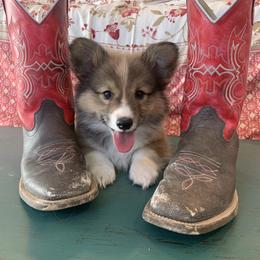 Pembroke Welsh Corgi Puppies from Nunas Corgis