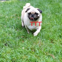 Polly - Pug