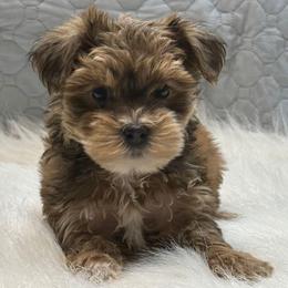 Flora - Sable female Yorkipoo puppy in Lebanon, Kentucky from Mosaic Merle Doodles